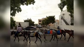 Explained: Why China is poaching donkeys from South Africa