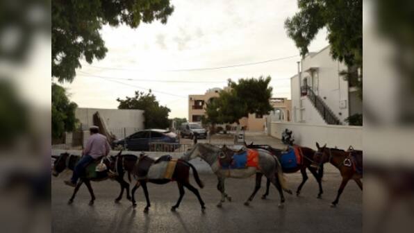 Explained: Why China is poaching donkeys from South Africa
