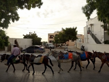 Explained: Why China is poaching donkeys from South Africa