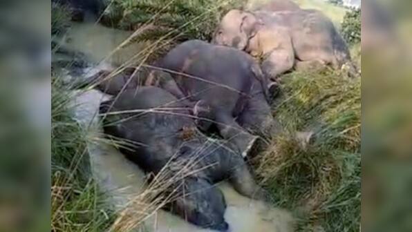 Seven elephants electrocuted in Odisha's Dhenkanal district; forest dept blames 'non-rectification of sagging lines'