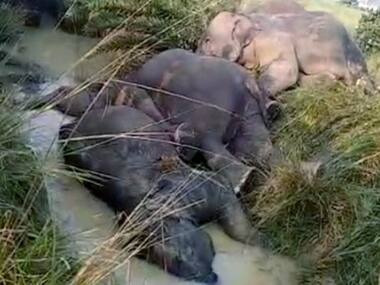 Seven elephants electrocuted in Odisha's Dhenkanal district; forest dept blames 'non-rectification of sagging lines'