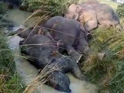 Seven elephants electrocuted in Odisha's Dhenkanal district; forest dept blames 'non-rectification of sagging lines' Seven elephants electrocuted in Odisha's Dhenkanal district; forest dept blames 'non-rectification of sagging lines'