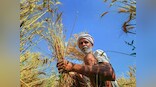Farm loan waivers against economic principles, cannot effectively address agrarian distress: ADB India chief