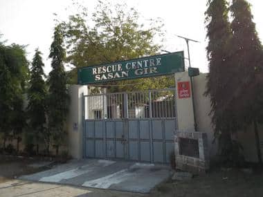 A rescue centre near the Gir National Park. Image: Ajay Suri