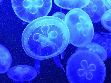 As jellyfish population becomes a worldwide menace, how we treat our ...