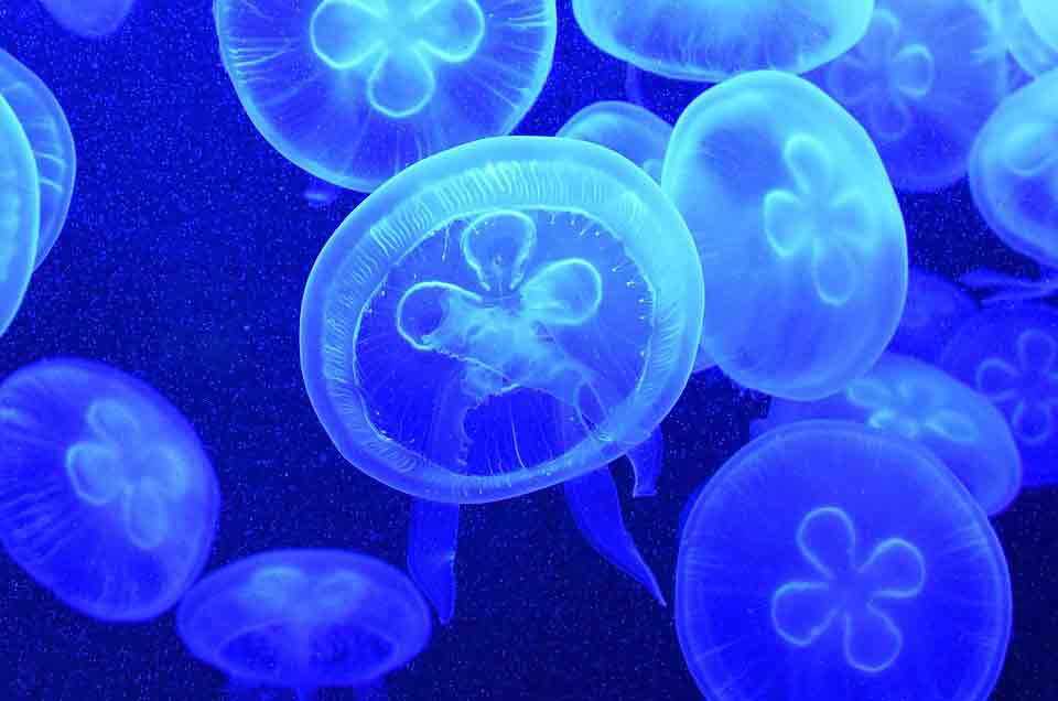 As jellyfish population a worldwide menace, how we treat our