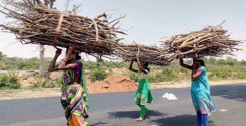 A mother-daughter trio fetch wood from a nearby forest for cooking. Image courtesy: Sneha Rout