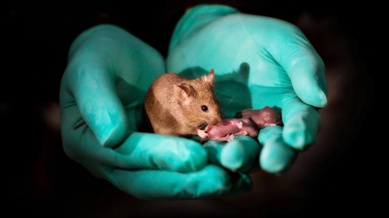 Healthy babies born to same-sex mice parents using stem cells and gene editing