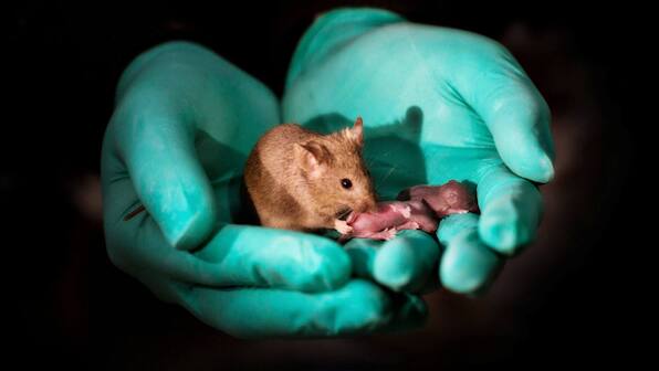 Healthy babies born to same-sex mice parents using stem cells and gene editing