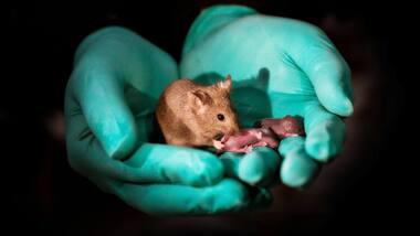 Healthy babies born to same-sex mice parents using stem cells and gene editing