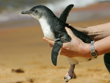 Carcasses of 58 penguins found on Tasmania beach; wildlife officials launch investigation, suspect dog attack Carcasses of 58 penguins found on Tasmania beach; wildlife officials launch investigation, suspect dog attack