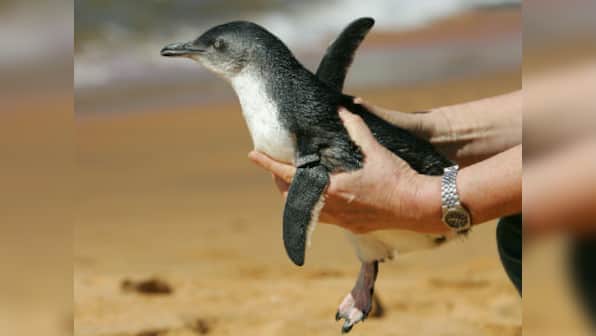 Carcasses of 58 penguins found on Tasmania beach; wildlife officials launch investigation, suspect dog attack