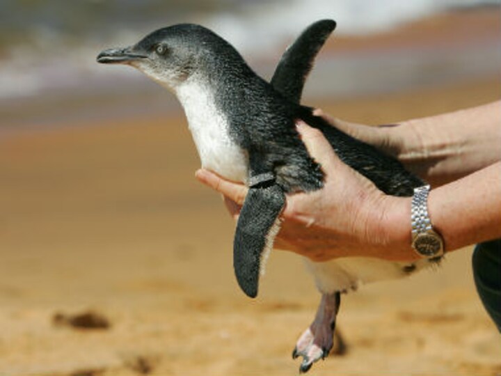 Carcasses of 58 penguins found on Tasmania beach; wildlife officials launch investigation, suspect dog attack
