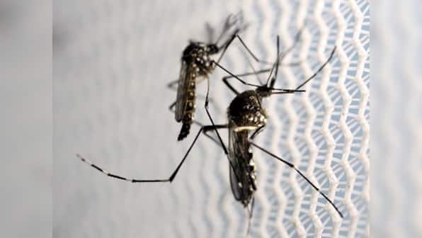 India eyes biggest Zika outbreak with 50 confirmed cases in Jaipur; teams deployed to carry out fogging, anti-larvae treatment