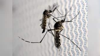 Zika outbreak in Rajasthan: Genetic modification a solution to mosquito menace? Labs are buzzing