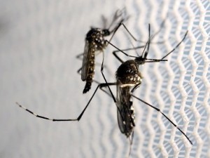 Zika outbreak in Rajasthan: Genetic modification a solution to mosquito menace? Labs are buzzing Zika outbreak in Rajasthan: Genetic modification a solution to mosquito menace? Labs are buzzing