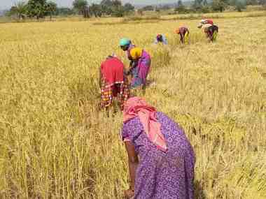 Madhya Pradesh, Chhattisgarh farm loan waivers: Politics of sops can kill an economy; fiscal indiscipline no pathway for poll wins Madhya Pradesh, Chhattisgarh farm loan waivers: Politics of sops can kill an economy; fiscal indiscipline no pathway for poll wins