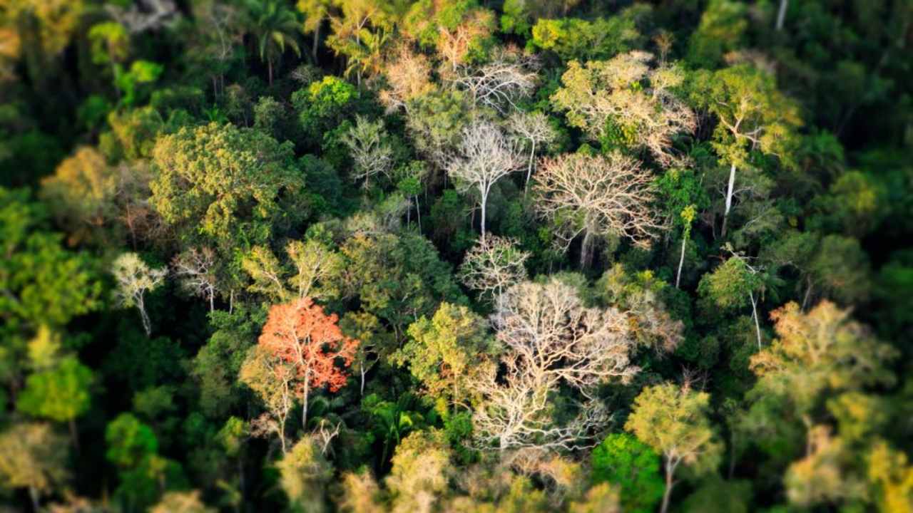 The lush greenery that comes with diversity in the tree species in the Amazon appears to be under threat from climate change. Image courtesy: WWF