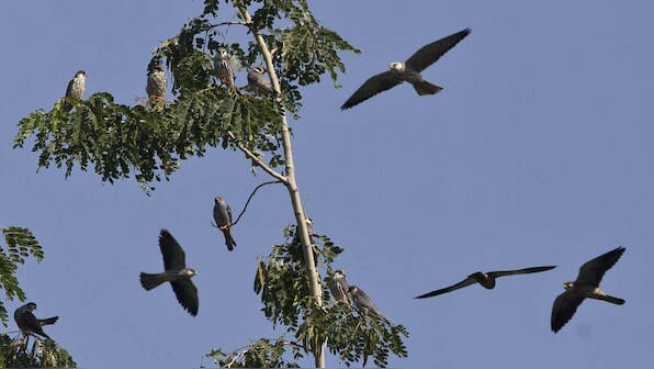 Migrating Amur falcons protected where they were once hunted in a Nagaland village