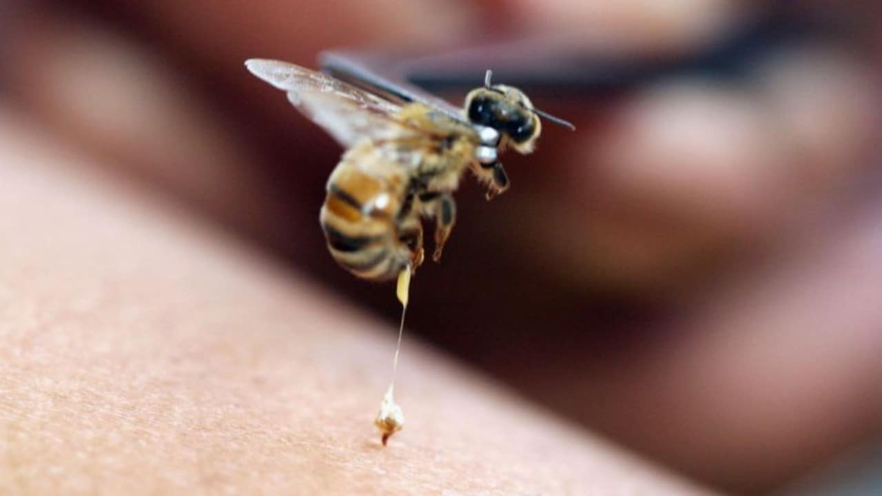 Smart syringe-needle inspired by insects promises painless, skin-friendly shots