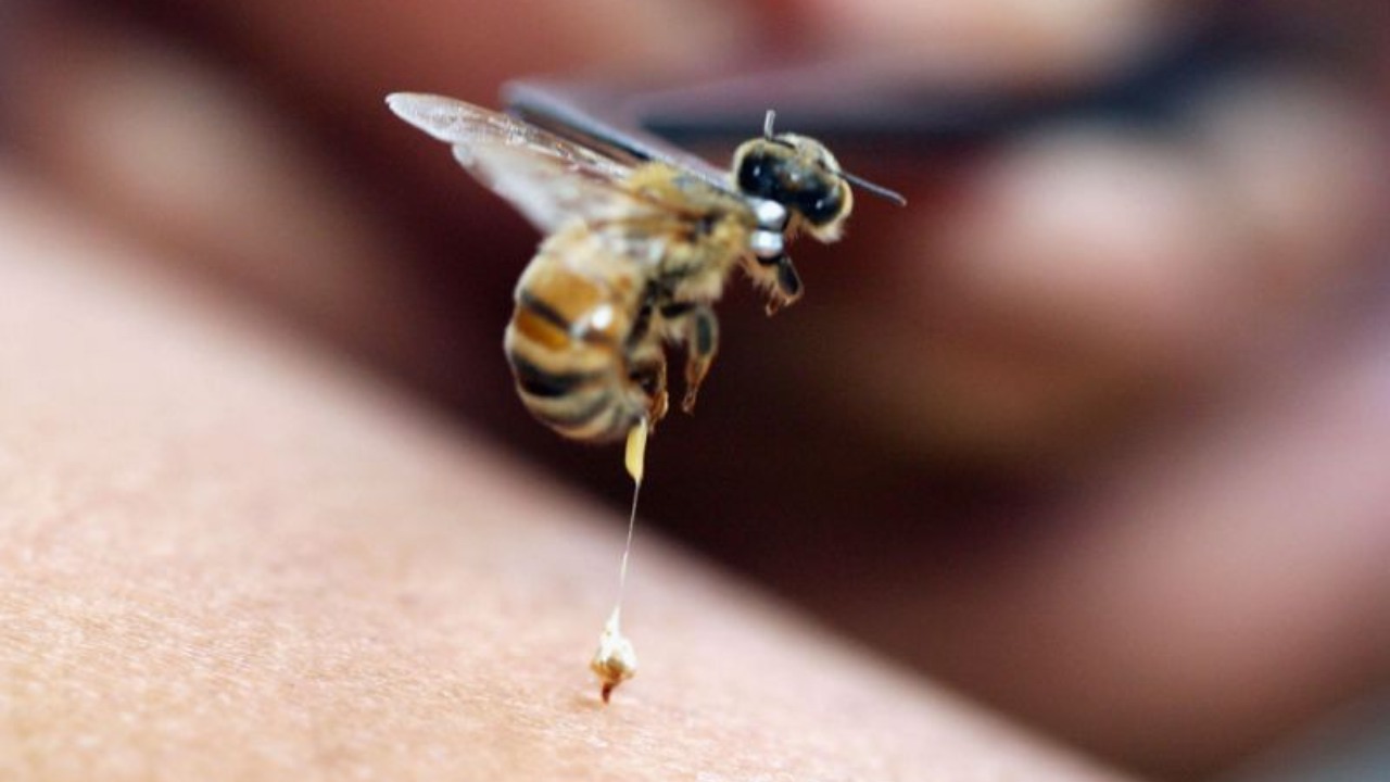 Smart syringe-needle inspired by insects promises painless, skin-friendly shots Smart syringe-needle inspired by insects promises painless, skin-friendly shots