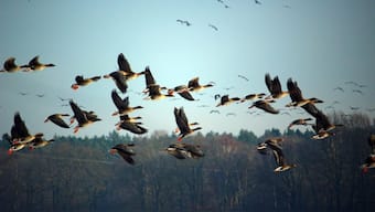 Migratory birds begin their arrival early in Kashmir this year for winter migration