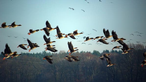 Migratory birds begin their arrival early in Kashmir this year for winter migration