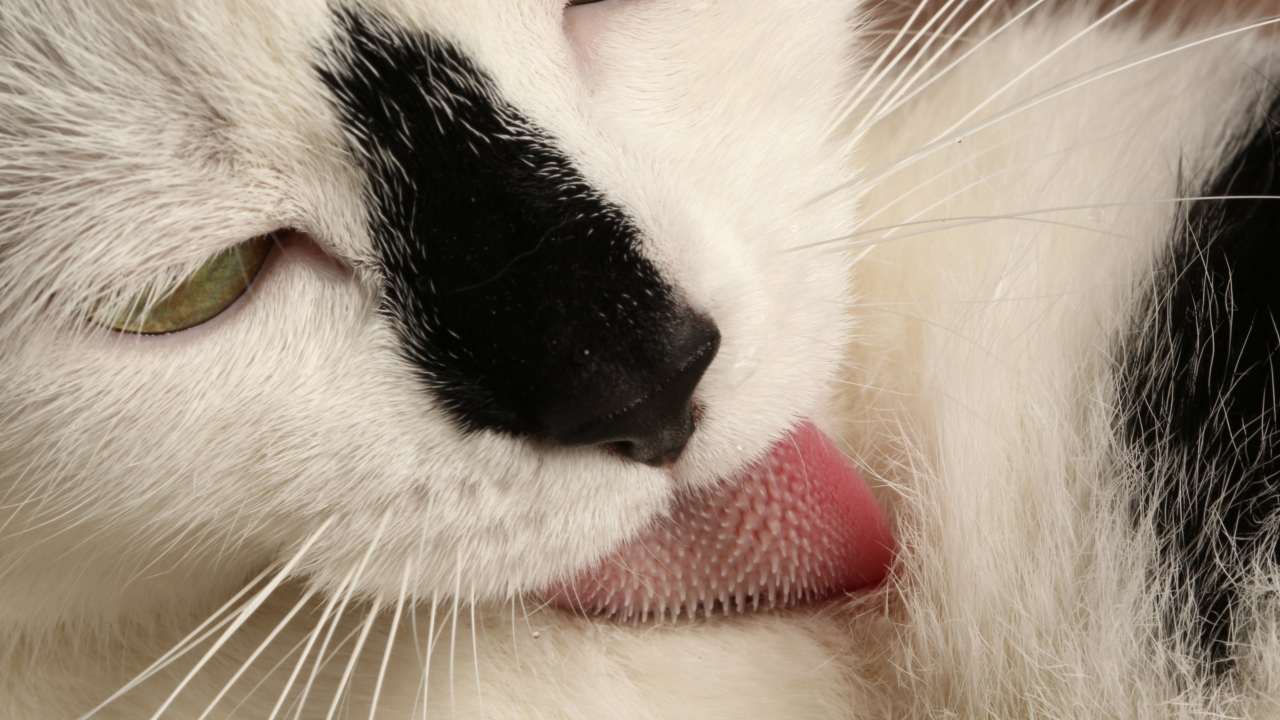 Cats' scratchy tongues are inspiring a new wave of technology for pets and people Cats' scratchy tongues are inspiring a new wave of technology for pets and people