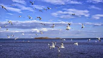World Migratory Bird Day 2022: From history to significance, here's all you need to know