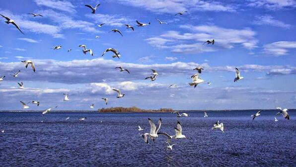 World Migratory Bird Day 2022: From history to significance, here's all you need to know
