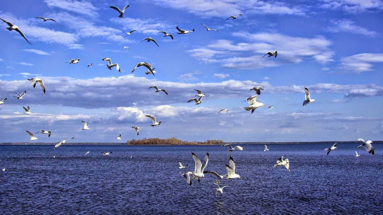 World Migratory Bird Day 2022: From history to significance, here's all you need to know World Migratory Bird Day 2022: From history to significance, here's all you need to know