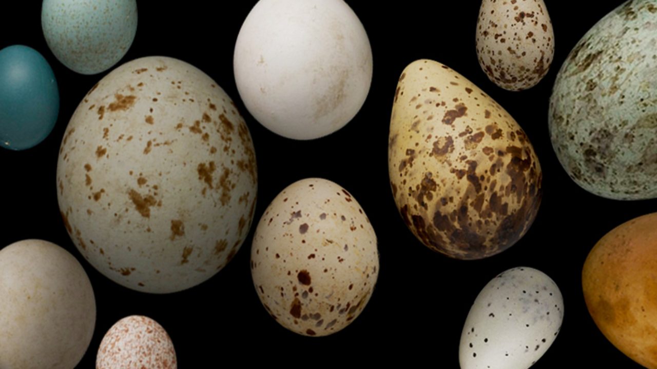 Colorful bird eggs today come from exquisitive ones laid by their dinosaur ancestors Colorful bird eggs today come from exquisitive ones laid by their dinosaur ancestors