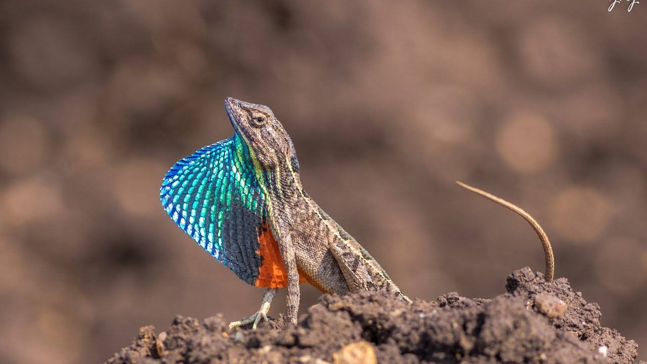 Wind farms are a growing threat to predatory birds and balance in ecosystem: Study Wind farms are a growing threat to predatory birds and balance in ecosystem: Study