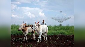 Farmers plant unapproved GM cotton seeds against govt apathy over technology approval; what is the way out?