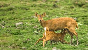Rare Hog Deer sub-species discovered in India in wildlife population diversity study
