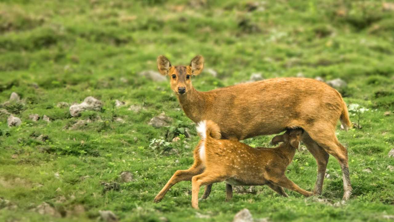 Rare Hog Deer sub-species discovered in India in wildlife population diversity study Rare Hog Deer sub-species discovered in India in wildlife population diversity study