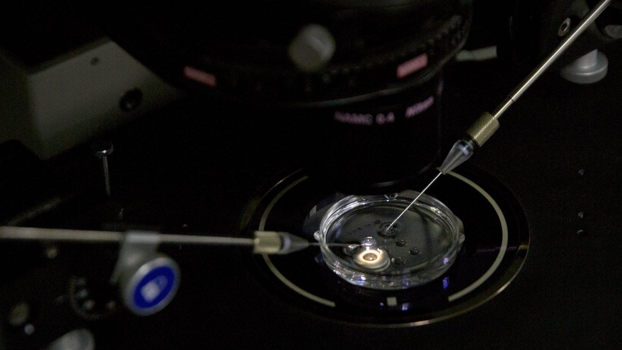 An image of the IVF procedure used in the gene-editing experiment. AP