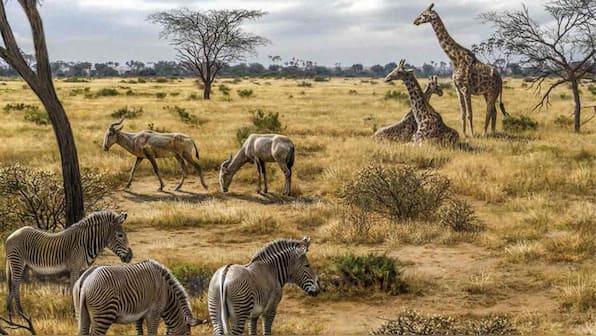 Human ancestors did not drive largest African mammals to extinction: Study