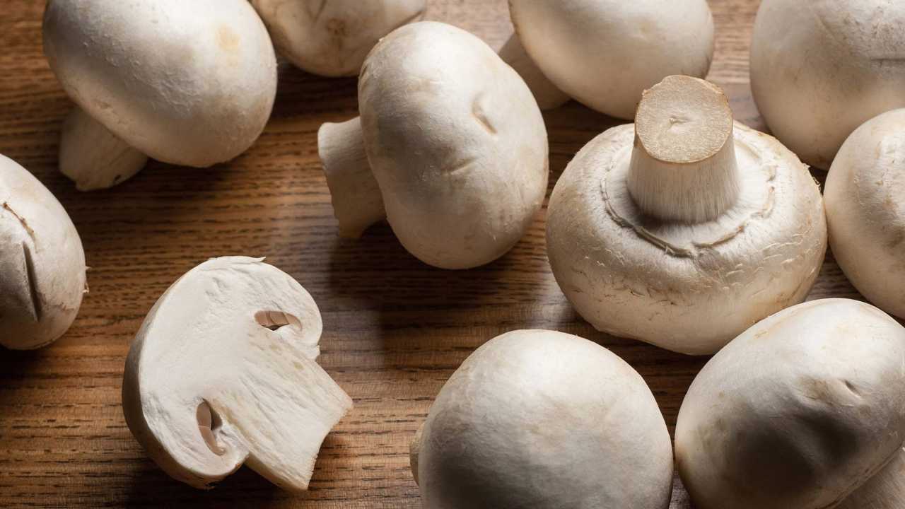 Get them while you still can. Scientists have big plans for the rest of the world's mushrooms.