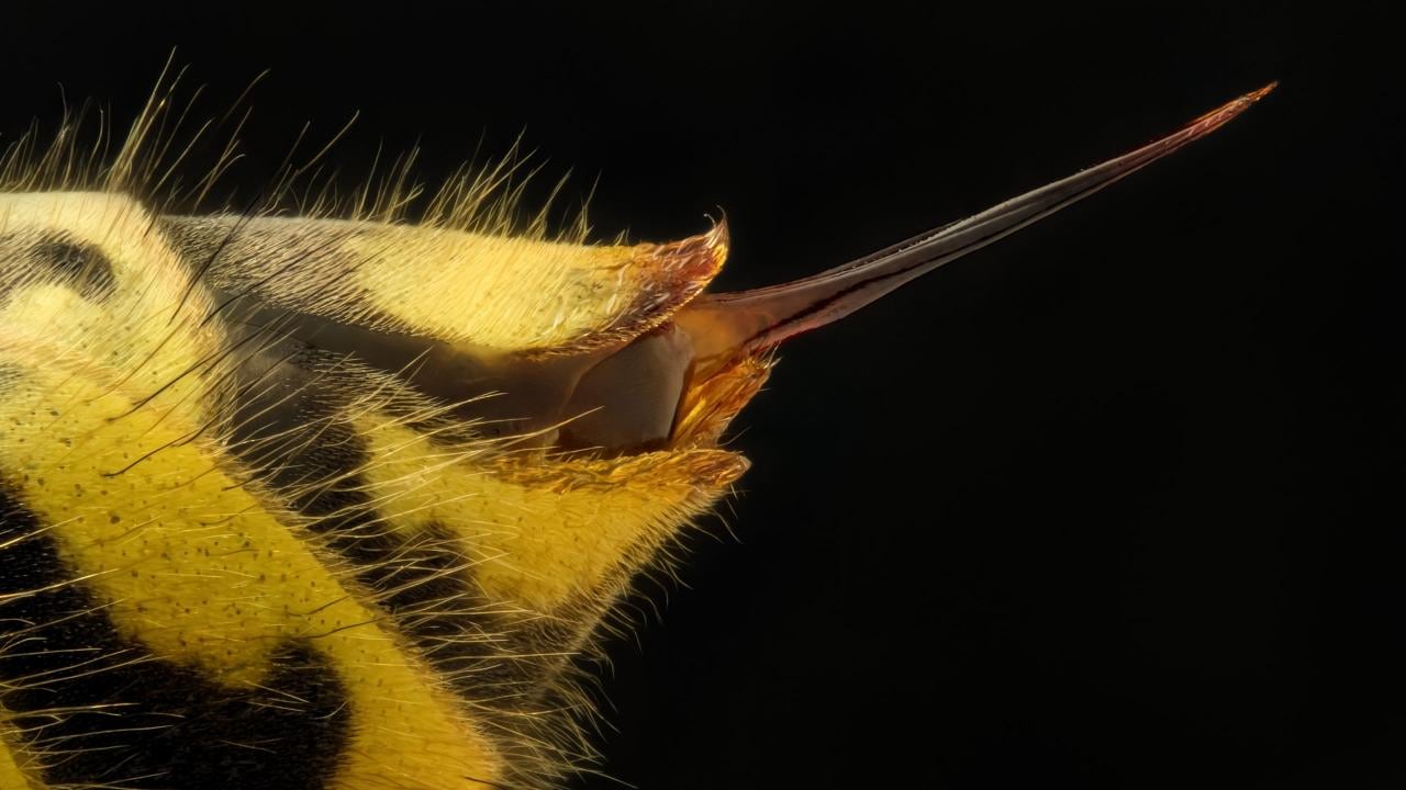 The winning entry for the Nikon Small World microphotography competition in 2014 shows the stinger of Vespula vulgaris, the common wasp. Image courtesy: Nikon Small World