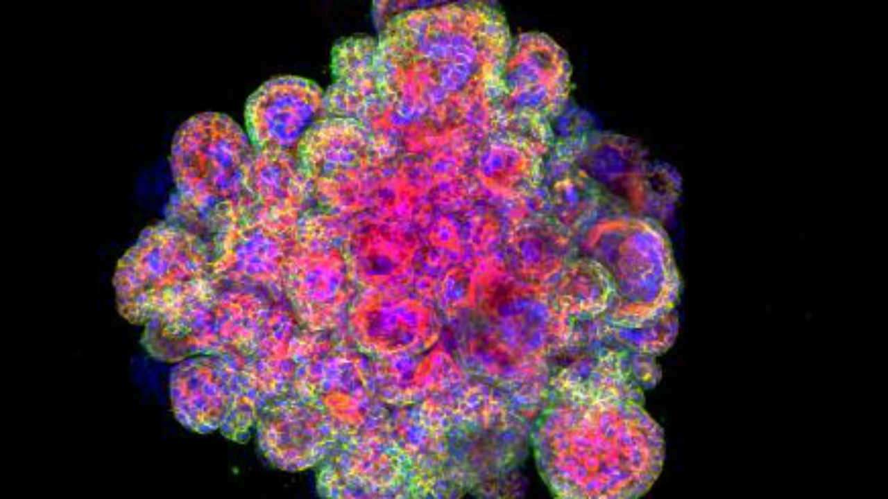 A confocal image of a trophoblast organoid stained for cytokeratin 7, F-actin and Dapi is seen in this undated picture handed out by the University of Cambridge. Image: Reuters