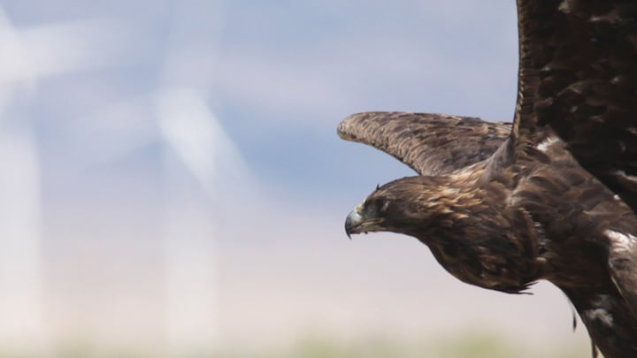 Birds of prey are threatened with global decline due to habitat loss and poisons find IUCN
