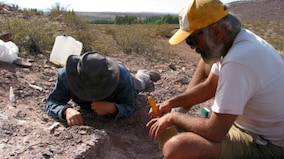 New Sauropod species discovered in Argentina that lived 110 mn years ago