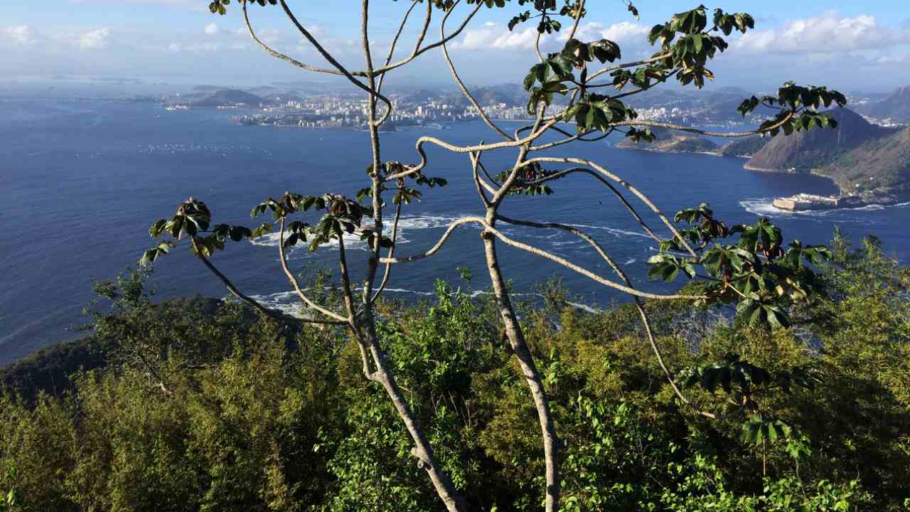 Worlds last reserves of vanishing wilderness confined to five countries: Study