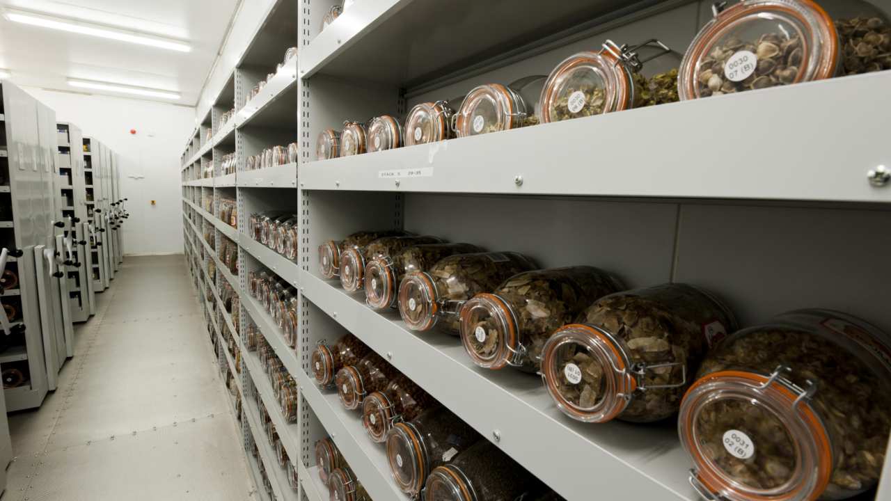 A seed vault at the Millennium Seed Bank in Kew. Image courtesy Kew Gardens