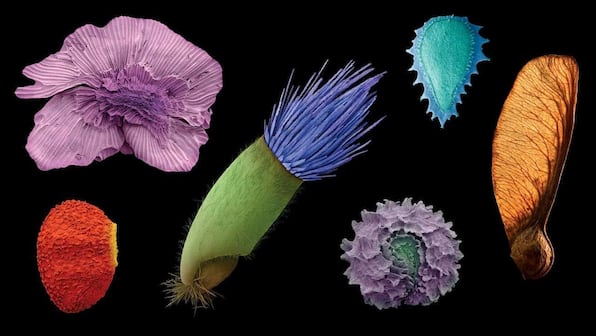Rare, vital plants may require an entirely different approach to conservation