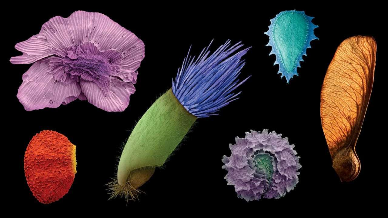 Rare, vital plants may require an entirely different approach to conservation Rare, vital plants may require an entirely different approach to conservation