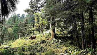 World's last reserves of vanishing wilderness confined to five countries: Study