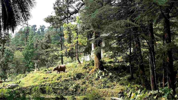 World's last reserves of vanishing wilderness confined to five countries: Study