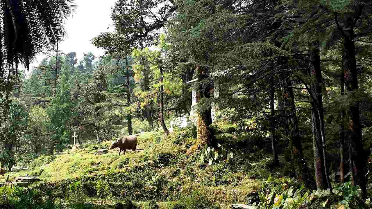 World's last reserves of vanishing wilderness confined to five countries: Study World's last reserves of vanishing wilderness confined to five countries: Study